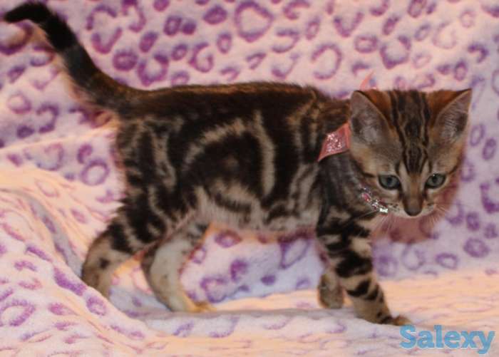 Бенгал для потомства, фотография 2