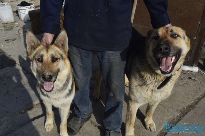 Продаю щенков ВЕО нахожусь в районе Калкамана, фотография 4