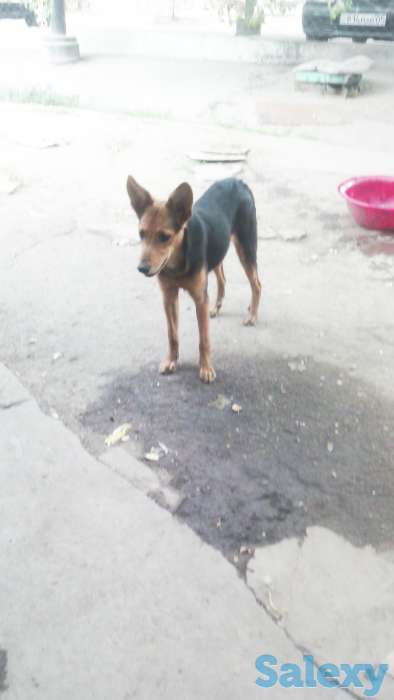 Отдам собаку в хорошие руки!, фотография 3