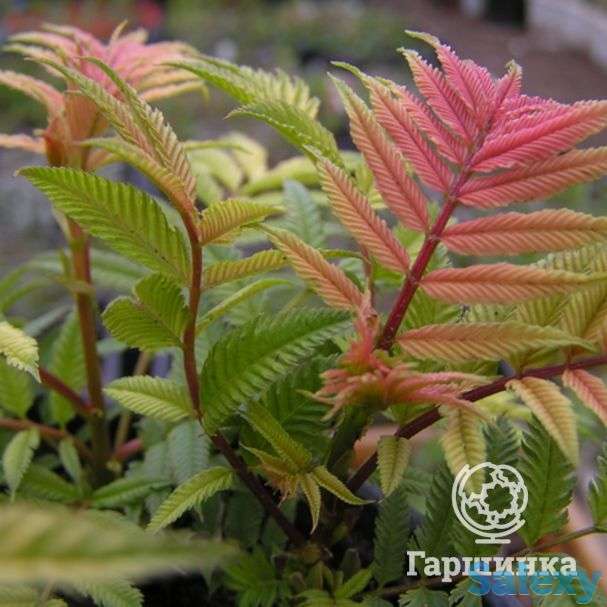 Рябинник рябинолистный, фотография 1