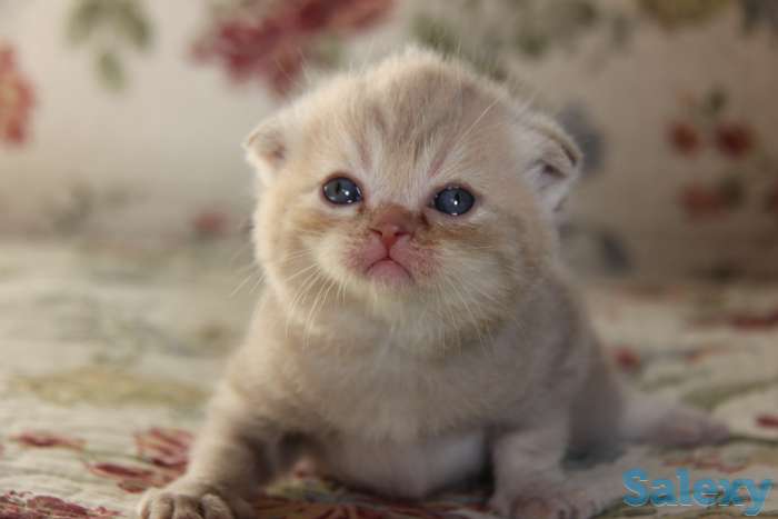 Продажа/бронирование, фотография 1