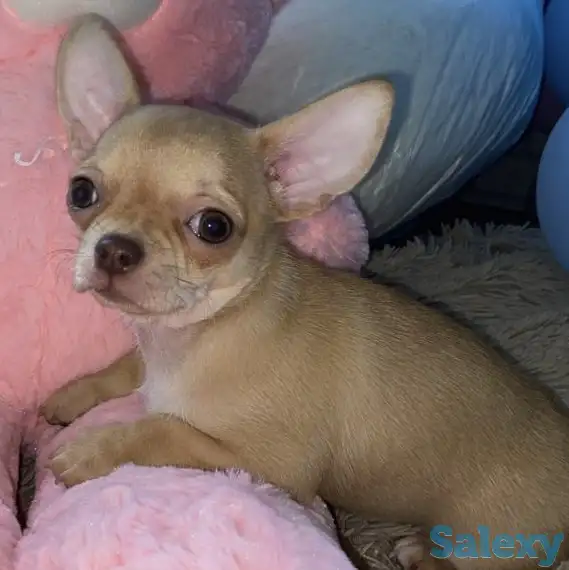 Чихуахуа щенки, фотография 1