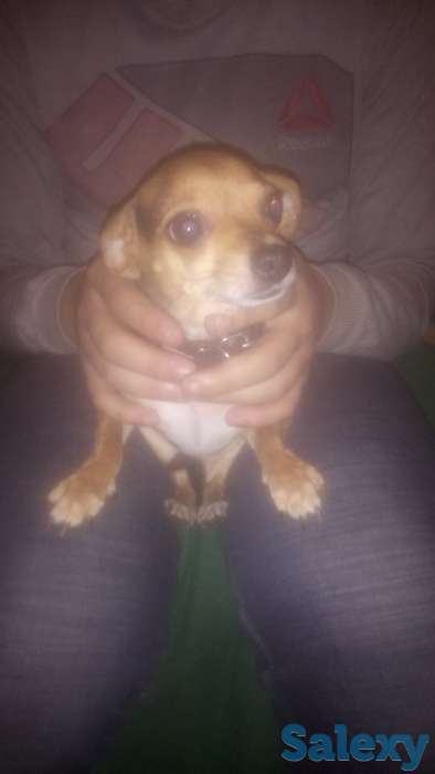 Продам собаку Тор торер, фотография 1