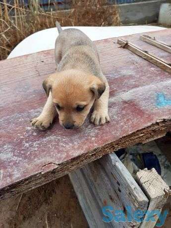 Щенок питбуля девушка, фотография 1