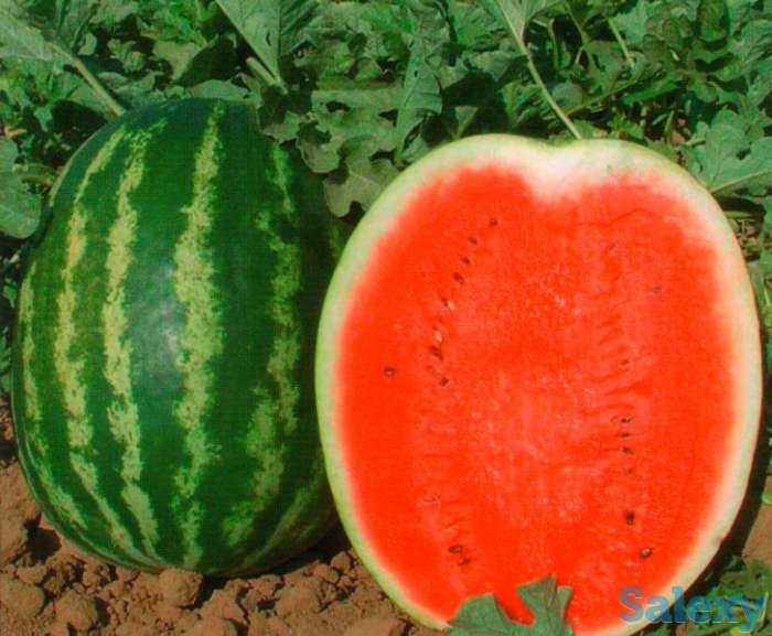 Продам рассаду арбузов, фотография 3