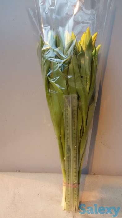 Тюльпаны оптом, фотография 6