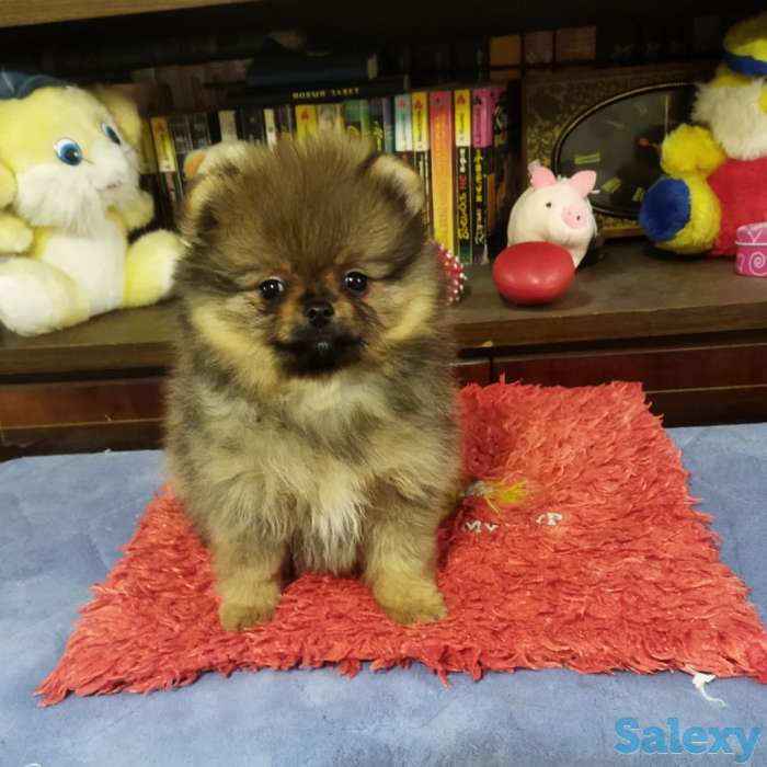 Щенок померанского шпица, девочка., фотография 1