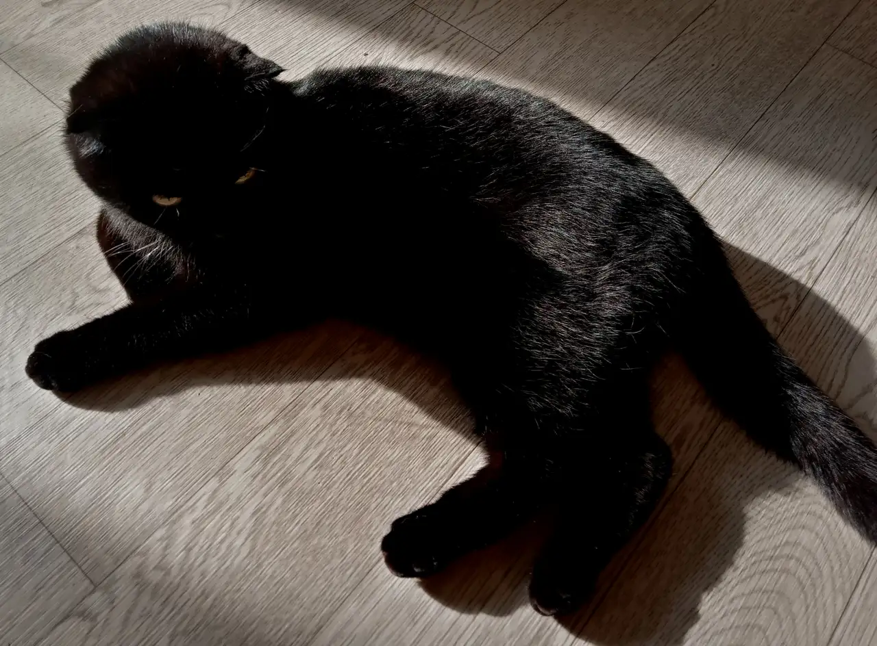 Отдадим шотландскую вислоухою кошку бесплатно, фотография 5