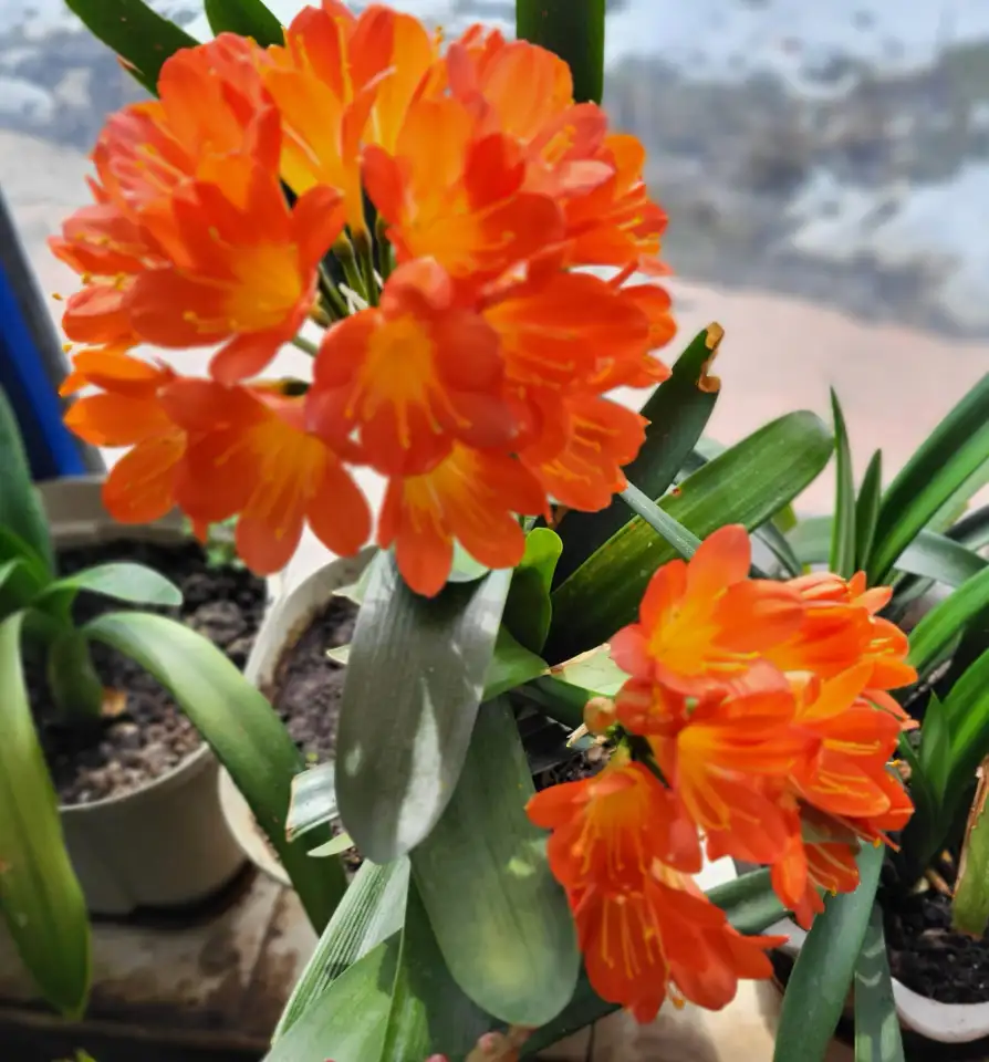 Продам Кливию, фотография 1