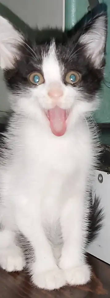 Отдам мальчика в самые надёжные руки, фотография 3