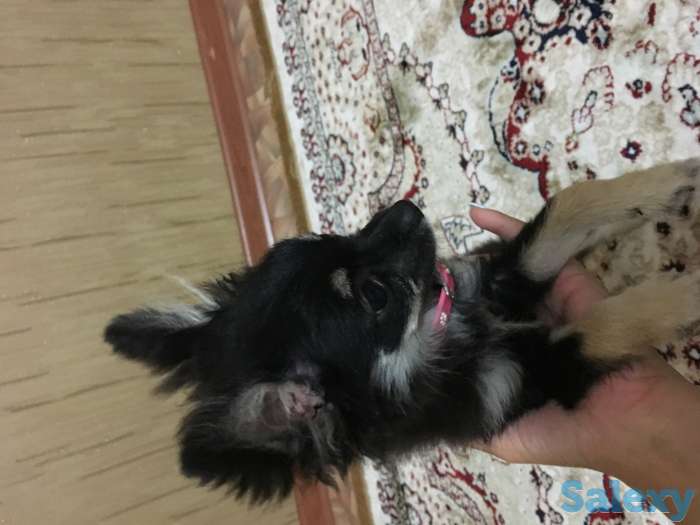 Продам Чихуахуа щенок 5 мес с документами, фотография 2