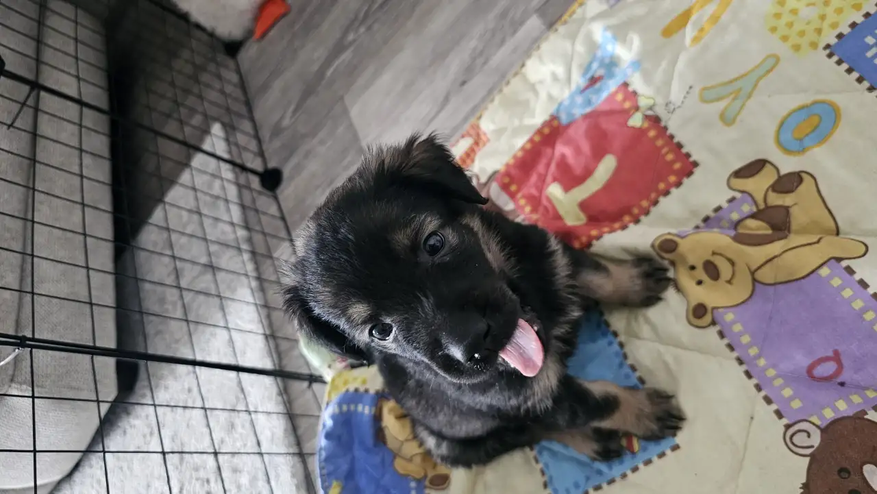 Ищу дом для щенка, фотография 1