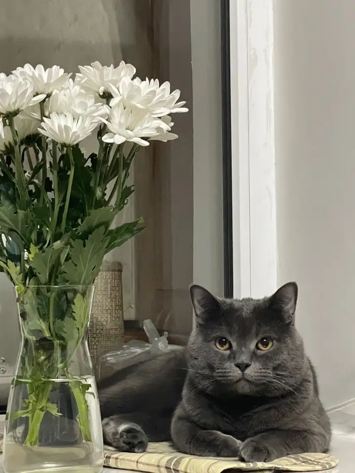 Самый классный здоровый мускулистый кот домашний, фотография 1