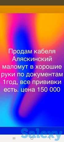 Собака аляскинский маломут, фотография 1