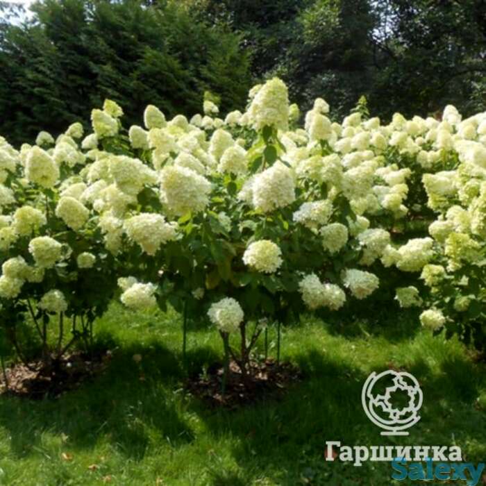 Гортензия канделайт, фотография 1