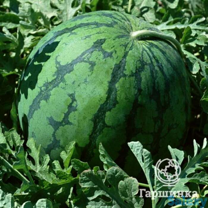 Семена Арбуз Скорик 5шт, фотография 1