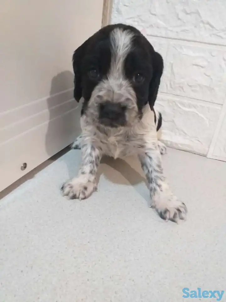 Готовятся к продаже щенки Русского спаниеля, фотография 7