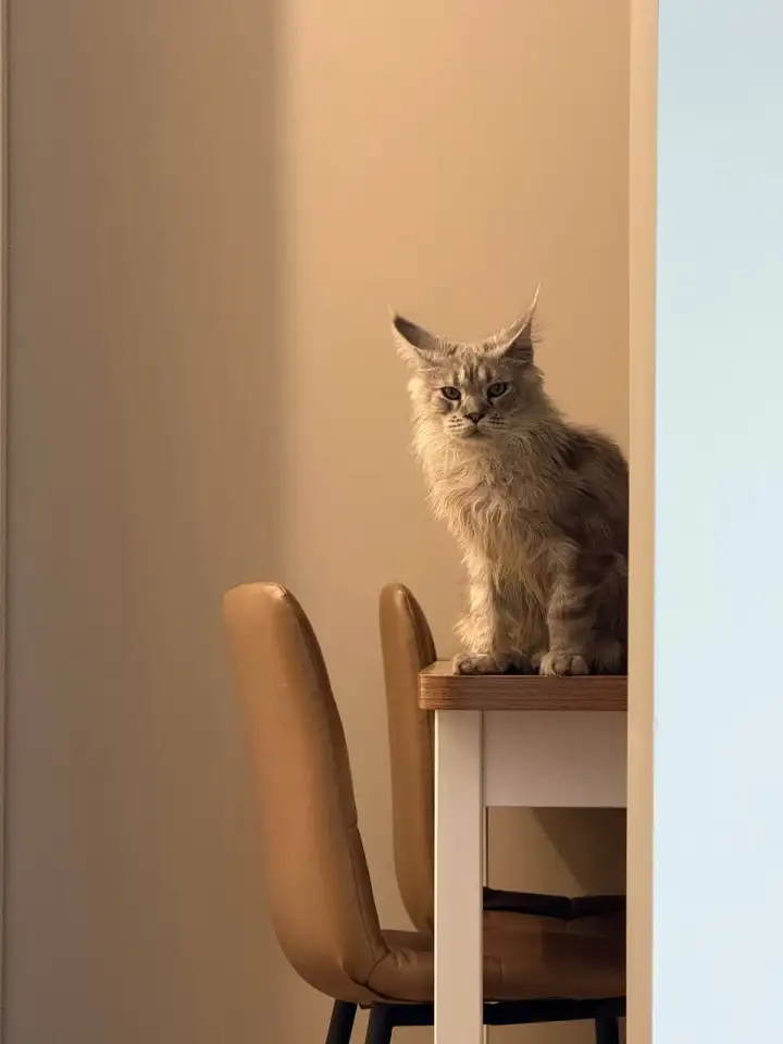 Мейн-Кун для вязки, фотография 3