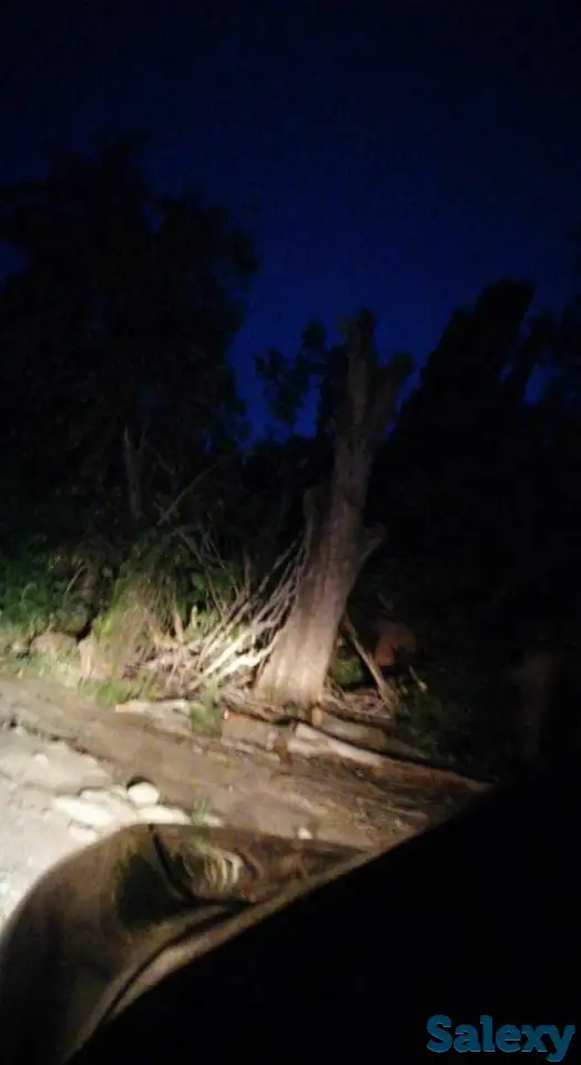 Спил деревьев по городу Алматы и Алматинской области, фотография 5