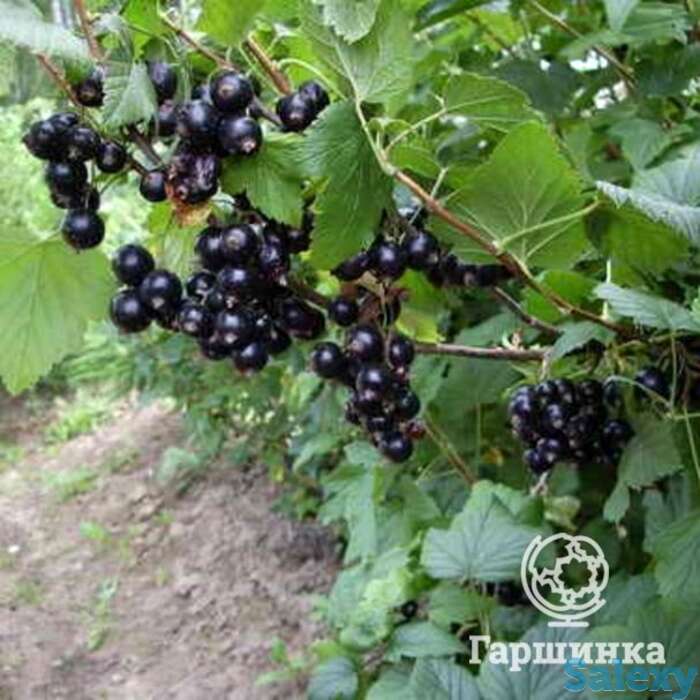 Смородина Селеченская черная, фотография 1