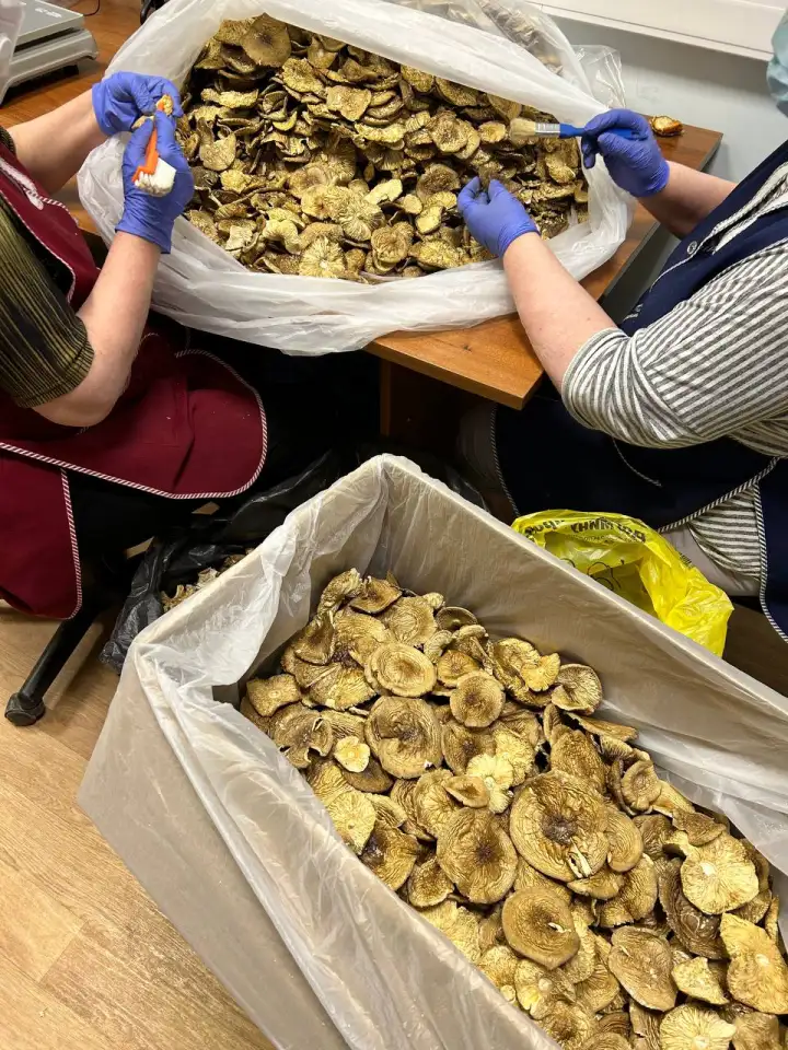 Продам сушеные грибы с Алтая, фотография 5