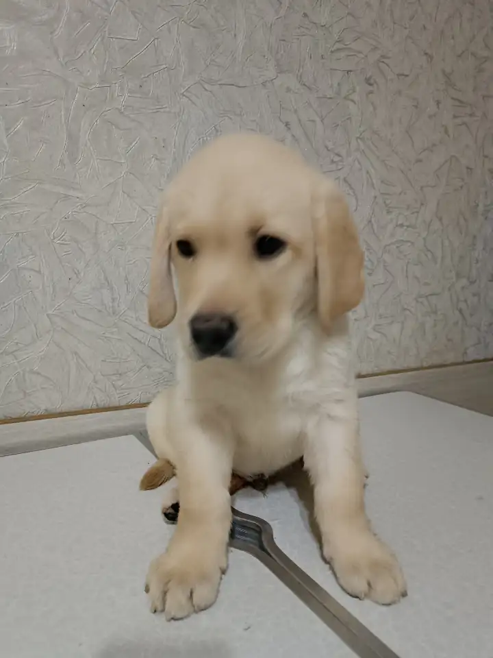 Щенки Лабрадор ретривер, фотография 9