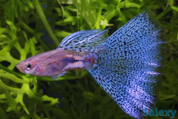 Аквариумные рыбки В Афалине, фотография 3