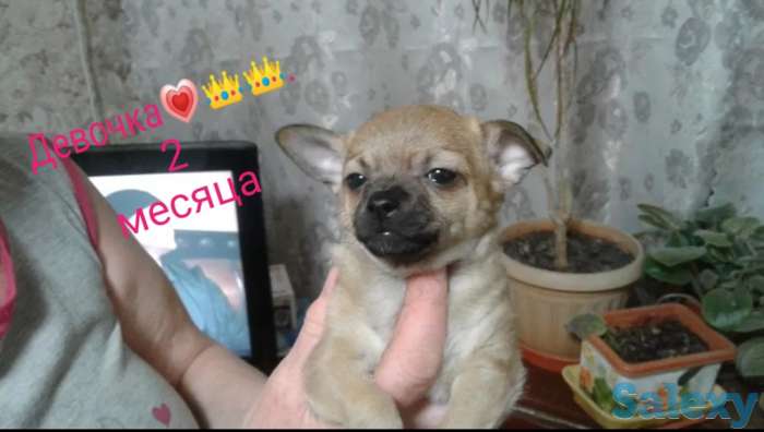 Чихуахуа, фотография 1