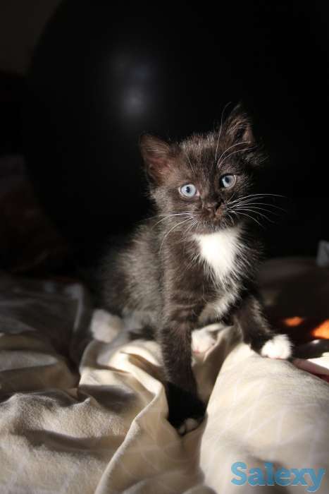 Отдам котят в хорошие руки, фотография 2