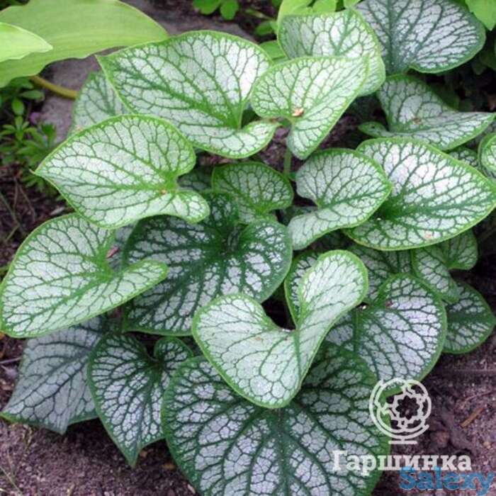 Бруннера джек фрост, фотография 1