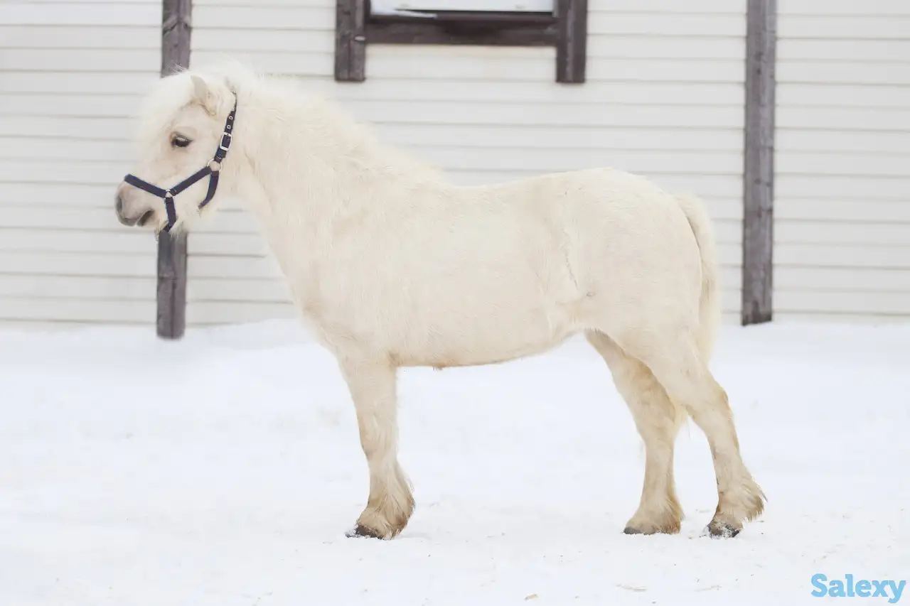 Продажа пони. Пони-ферма., фотография 1