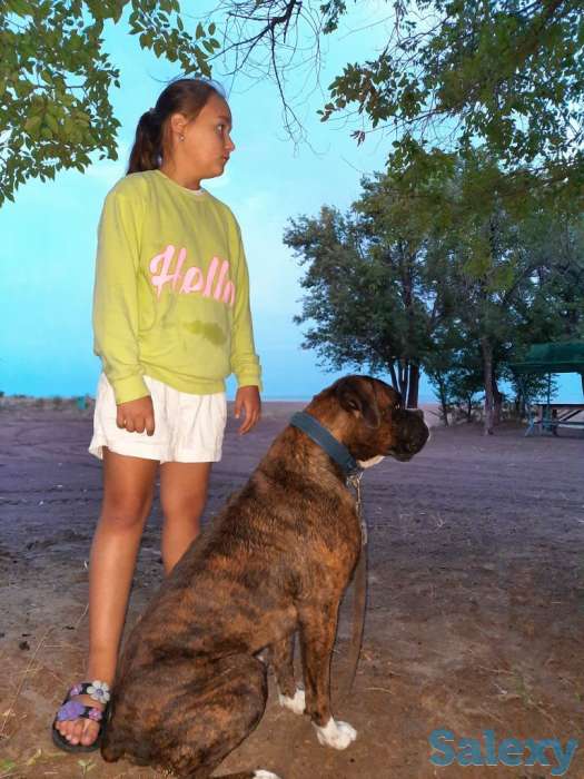 Продаются чистокровные щенки немецкого боксера, фотография 2