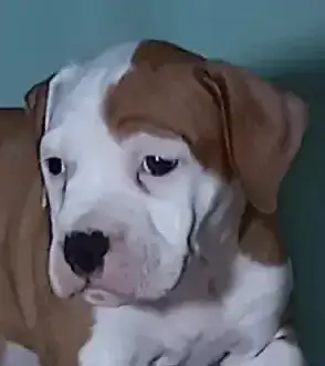 Американский стаффордширский терьер, фотография 4