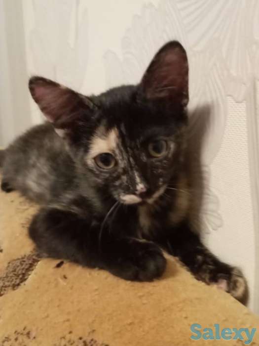 котенок срочно ищет дом, фотография 3