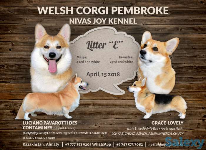 Вельш Корги Пемброк, девочка, фотография 6