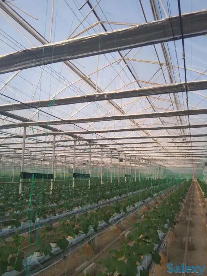 Промышленные теплицы, Г . . Красновод, фотография 1