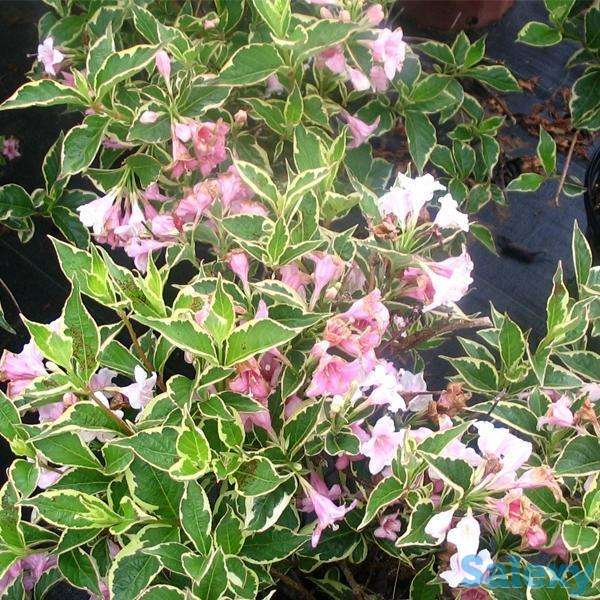 Продаюм декоративные растения для сада, фотография 10