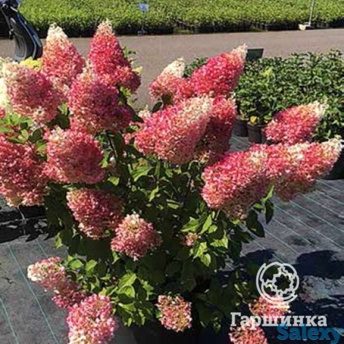 Гортензия строуберри блоссом, фотография 1