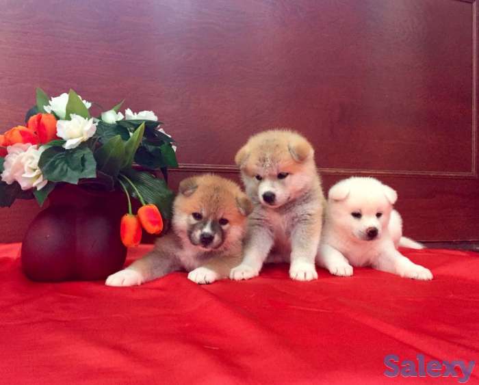 Щенки акита, фотография 4