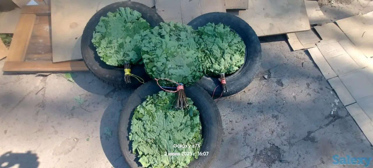 Продам дубовые веники, фотография 3