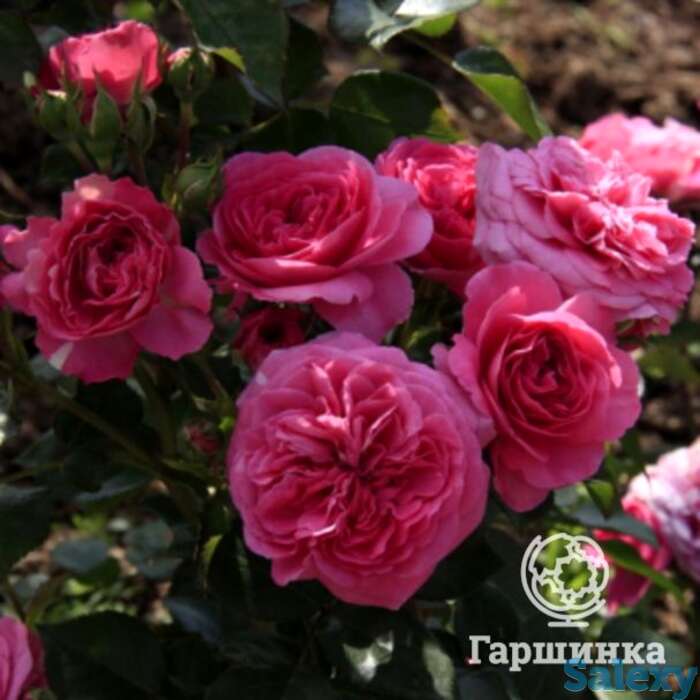 Роза Клив флорибунда, фотография 1