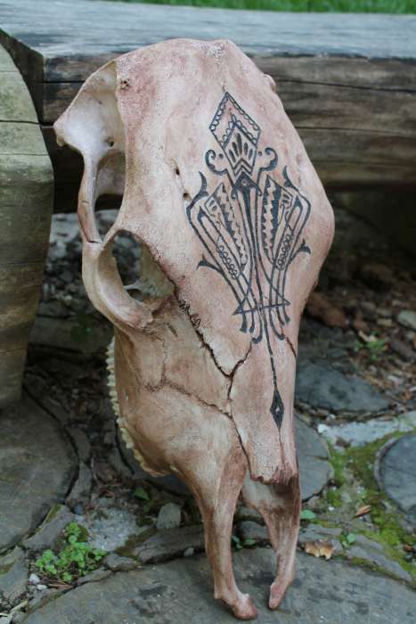 ЧЕРЕП БЫКА , фотография 1