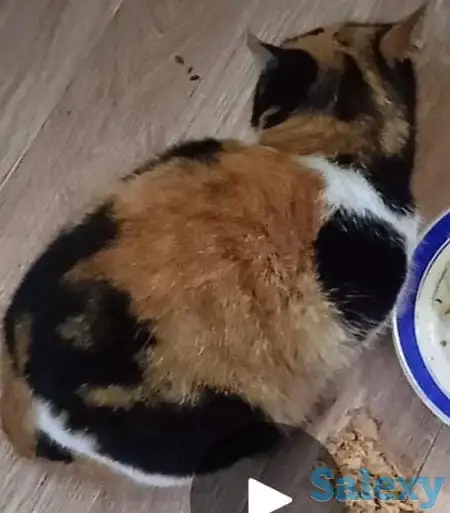 Пожалуйста помогите найти, фотография 1