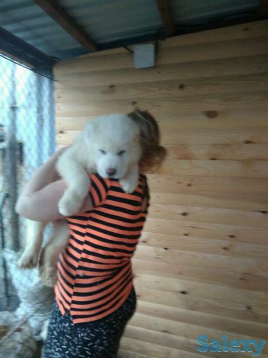 Продаются щенки САО от Ак Сункара - отец и Helisia De Wait Bonia - мать щенков., фотография 5