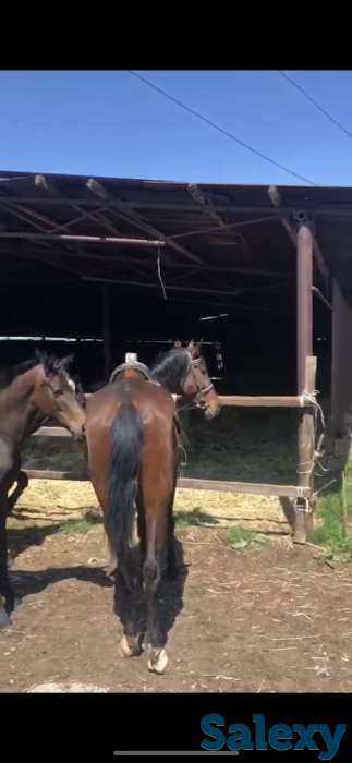 Ипподром КОКБАСТАУ, фотография 5