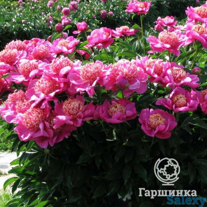 Пион неон, фотография 1