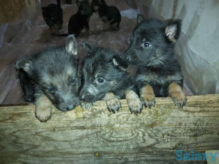 Продам щенков Немецкой овчарки, фотография 4