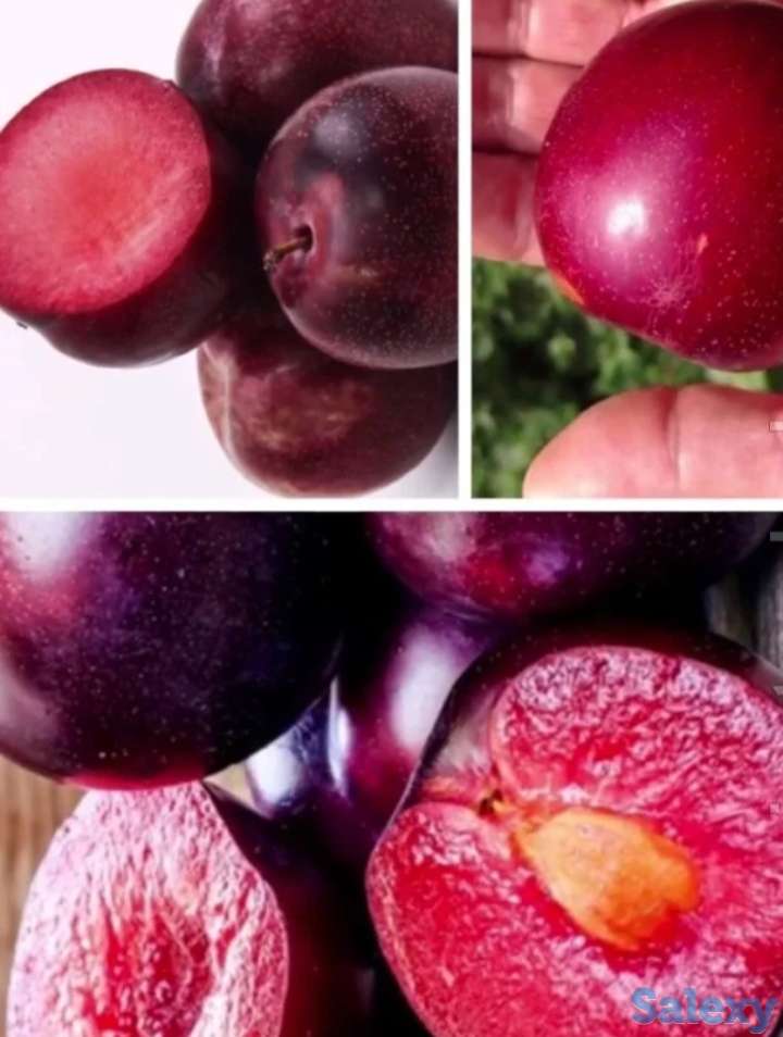 Саженец Шарафуга 