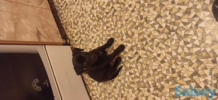 Щенок питбуля, фотография 2