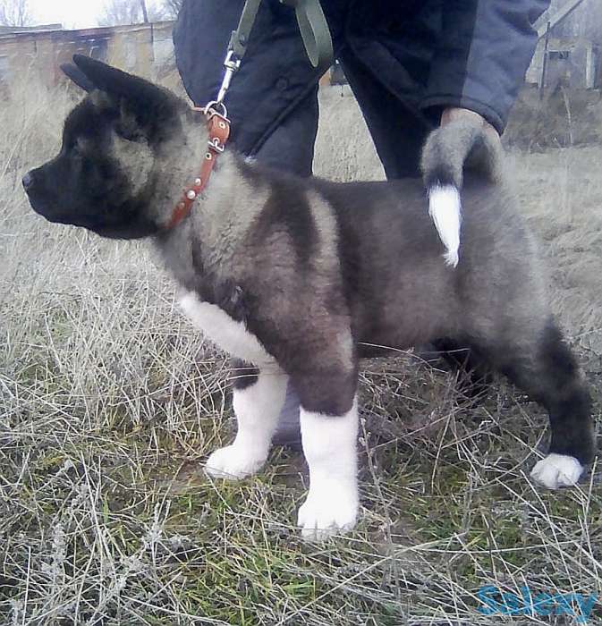 Элитные щенки американской акиты, фотография 1